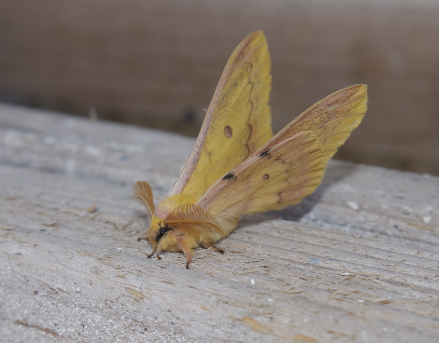 Lepidoptera: Saturnia (Perisomena) caecigena